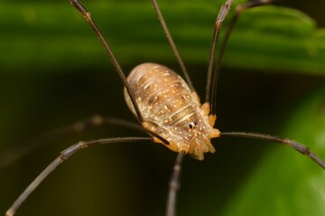 spider Opiliones on a leaf in detail