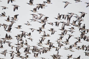 Weißwangengans oder Nonnengans (Branta leucopsis)