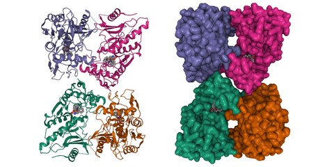 Structure of streptococcal pyrogenic exotoxin B (SpeB) tetramer with inhibitor (grey). 3D cartoon and Gaussian surface models, chain id color scheme,  PDB 1pvj, white background