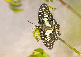 Lemon butterfly with wings spread