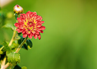 Chrysanthemum flower in garden