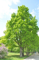 trees in the park