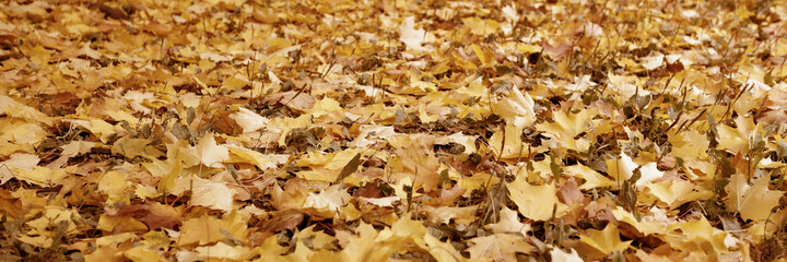 Background of golden fallen leaves in autumn