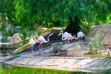 flamingos on the background of a green pond