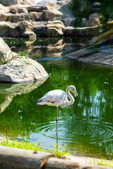 flamingos on the background of a green pond