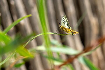 yellow butterfly on the grass on a sunny day