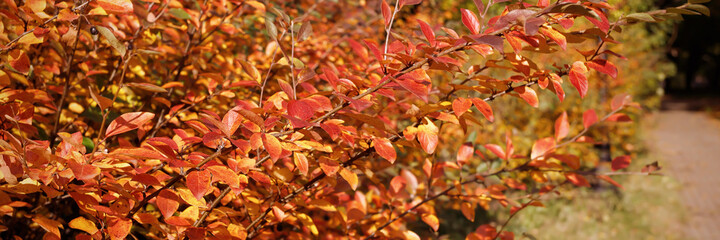 Blurred autumn background