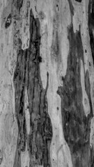 Dark texture of rugged relief fractured bark wood of aged cork oak. Old rough grunge of uneven ridged hard of dry crust surface. Deep cut grooved coated layer, convex ornate textured rustic design