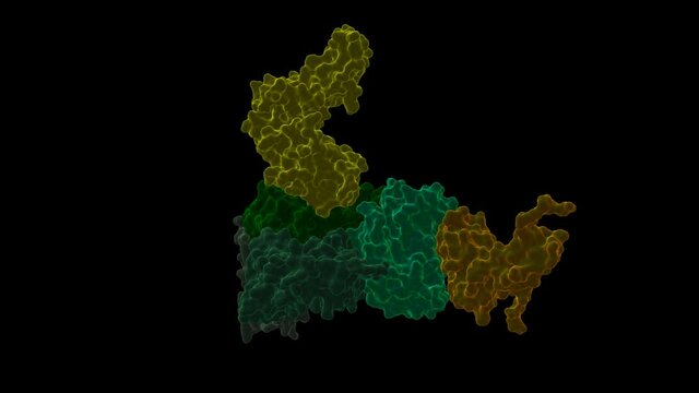 Structure of streptococcal pyrogenic exotoxin C (SpeC) tetramer with a human T cell receptor beta chain. Animated 3D cartoon and Gaussian surface models, chain id color scheme,  PDB 1ktk