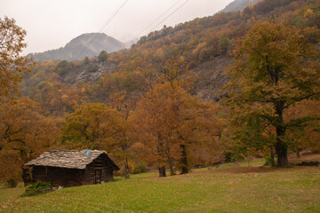 The wonderful chestnut season has started.