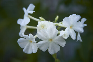 Phlox paniculata in frost: white flowers, blurred background, drops, crystals, garden plant.