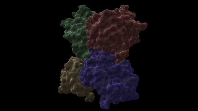 Structure of streptococcal pyrogenic exotoxin A1 (SpeA) tetramer. Animated 3D cartoon and Gaussian surface models, chain id color scheme,  PDB 1b1z, black background