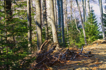 Trees