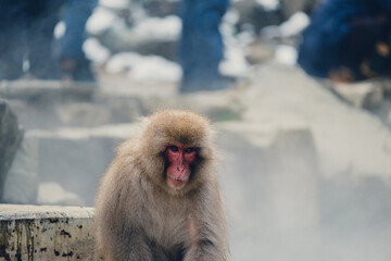 地獄谷野猿公苑の温泉に入る猿