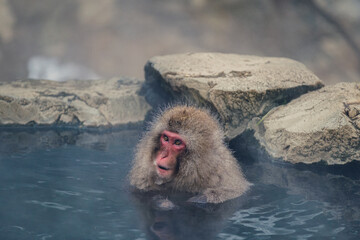 地獄谷野猿公苑の温泉に入る猿
