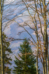 Forest walk in a forest in Romania