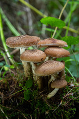 Group of edible wild mushrooms - honey agaric. Family of mushrooms. Fairy forest, the soft moss