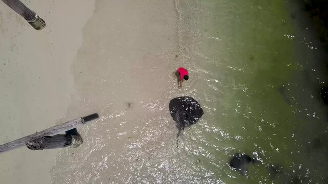 Stingray in Australia