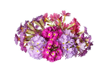 Multicolored primrose bouquet isolated on a white background.