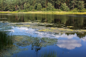 Ecology. Eutrophication..  Overgrowing of the lake, swamping. A small lake with a forest on the opposite shore, green algae fields on a sunny summer day.