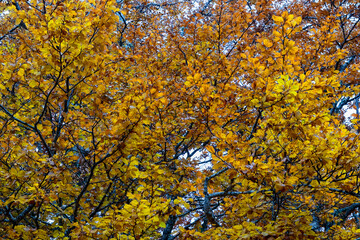 Autumn foliage in the mountains. Beech forest with dry foliage.Mountain landscape with autumn colors