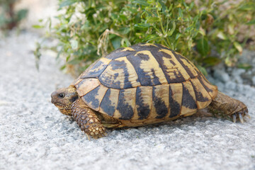 Land turtle on a summer day.