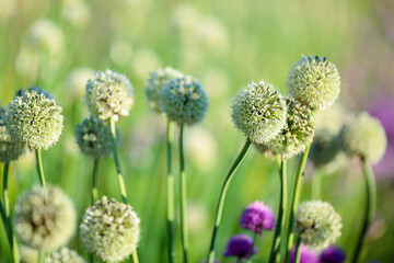 Alium