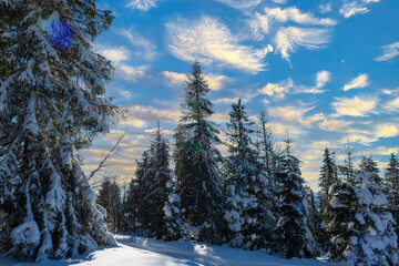Fascinating sunny landscape of a winter forest