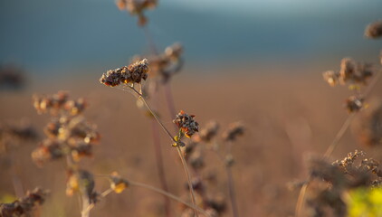 Autumn colorful landscape with uncleaned buckwheat field on the edge of the forest plantation on a bright sunny day