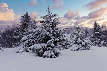 Harsh winter landscape beautiful snowy fir trees