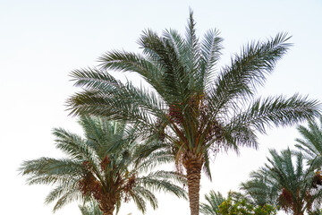 Fototapeta na wymiar The tops of the date palms against the background of the light sky.