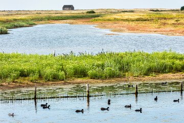 Rye Harbour Nature reserve in East Sussex, England. The old lifeboat house can bee seen in the distance with Coots in the Foreground