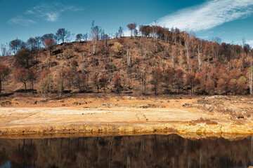 Stunnig landscape with a hillside full of trees burned by a forest fire next to the riverbed of the Rio Tinto river, in the province of Huelva, Spain - obrazy, fototapety, plakaty