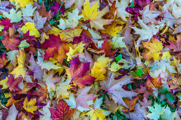 Autumn Ground Leaves Background 2