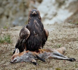 sea eagle feeding on a dead red fox 