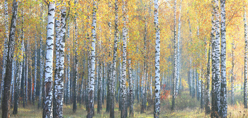 schöne szene mit birken im gelben herbstbirkenwald im oktober unter anderen birken im birkenhain