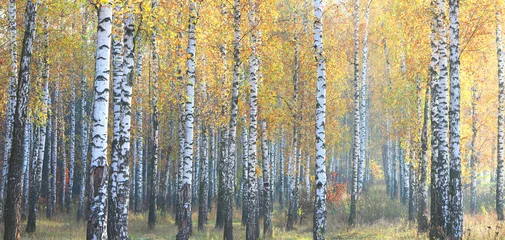 Foto op Plexiglas beautiful scene with birches in yellow autumn birch forest in october among other birches in birch grove © yarbeer