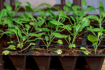 Cabbage seedlings on a background of green cabbage leaves. Seedlings are grown in cassettes.