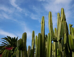 Cactus y cielo con nubes