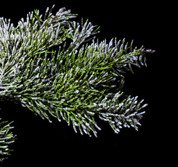 Spruce branch with frost, new year, black background