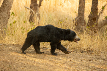 Beautiful and very rare sloth bear in the nature habitat in India © photocech