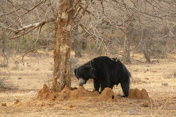 Beautiful and very rare sloth bear in the nature habitat in India
