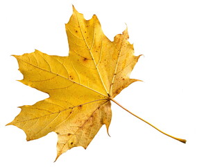 Yellow maple leaf as an autumn symbol. Isolated on white