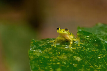 Frog a arboreal hylid native to tropical rainforests in Central America in panama and costa rica . 