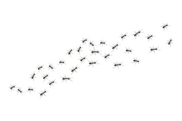 Black ants paving the way to their goal. A colony of worker ants.