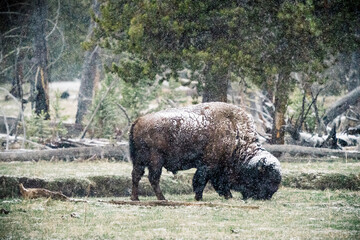 A bison grazing under a dusting of snow in Yellowstone National Park.