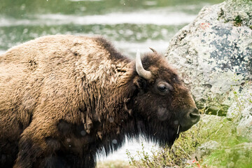 A Bison grazes by a river in Yellowstone National Park