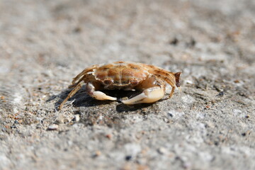 A small crab on a rock is basking in the hot summer sun.