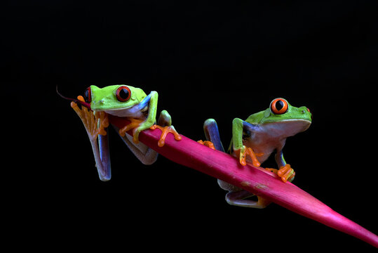 Red eyed tree frogs on leaf