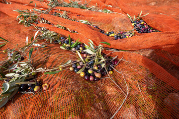 olive harvest with orange nets in Keratea in Greece